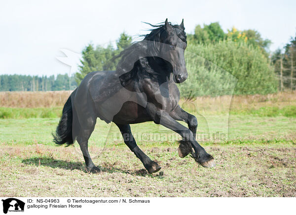 galoppierender Friese / galloping Friesian Horse / NS-04963