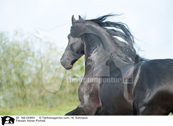 Friese Portrait / Friesian Horse Portrait / NS-04964