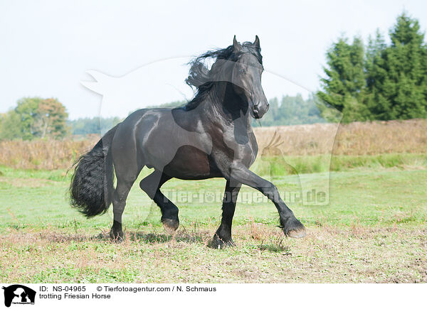 trabender Friese / trotting Friesian Horse / NS-04965