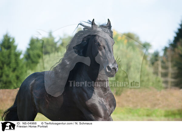 Friese Portrait / Friesian Horse Portrait / NS-04966
