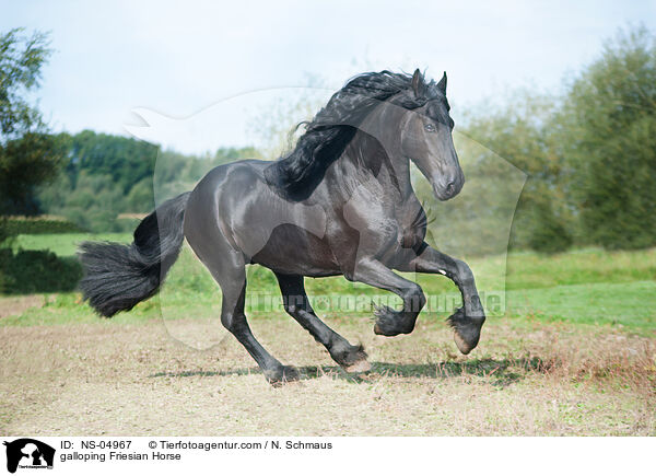 galoppierender Friese / galloping Friesian Horse / NS-04967