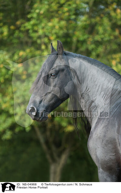 Friese Portrait / Friesian Horse Portrait / NS-04968