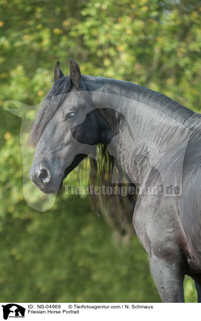 Friese Portrait / Friesian Horse Portrait / NS-04969