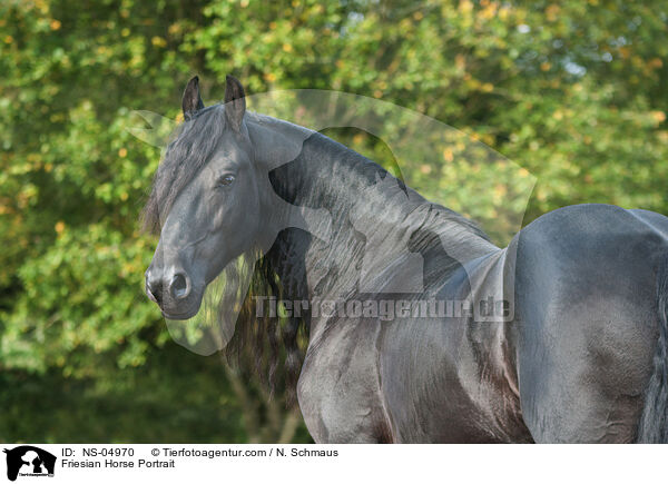 Friese Portrait / Friesian Horse Portrait / NS-04970