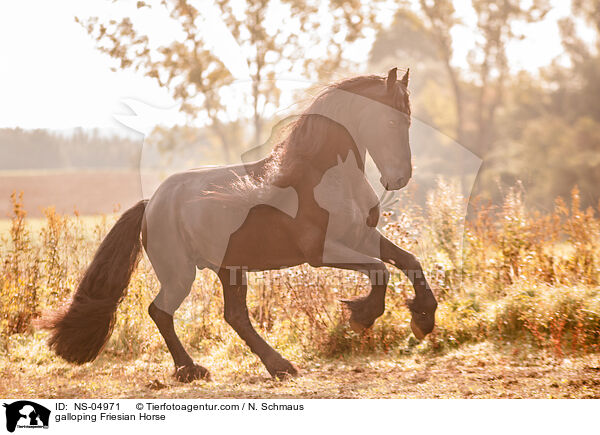 galoppierender Friese / galloping Friesian Horse / NS-04971