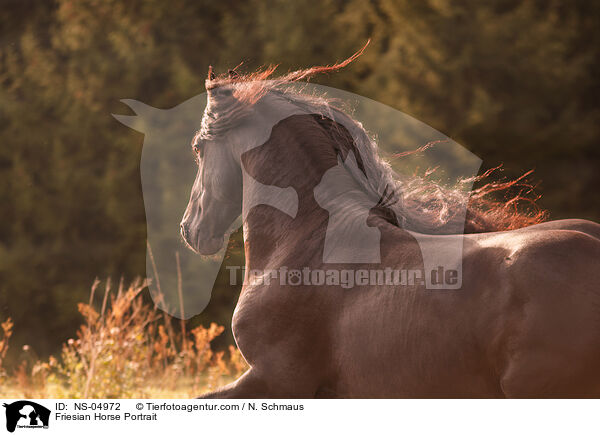 Friese Portrait / Friesian Horse Portrait / NS-04972