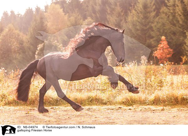 galoppierender Friese / galloping Friesian Horse / NS-04974