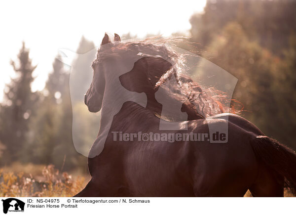 Friese Portrait / Friesian Horse Portrait / NS-04975