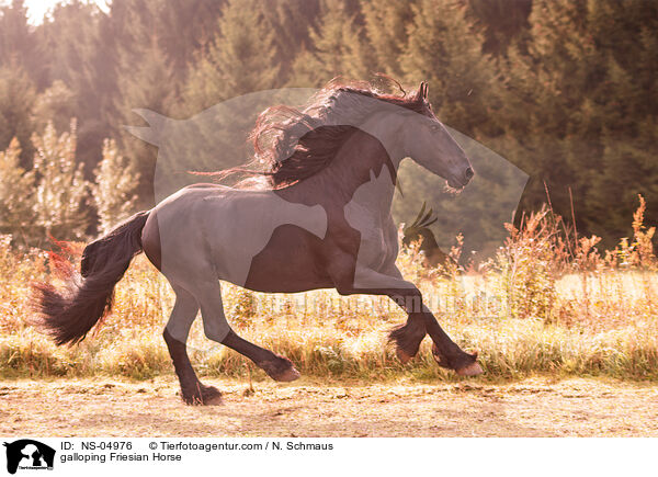 galoppierender Friese / galloping Friesian Horse / NS-04976