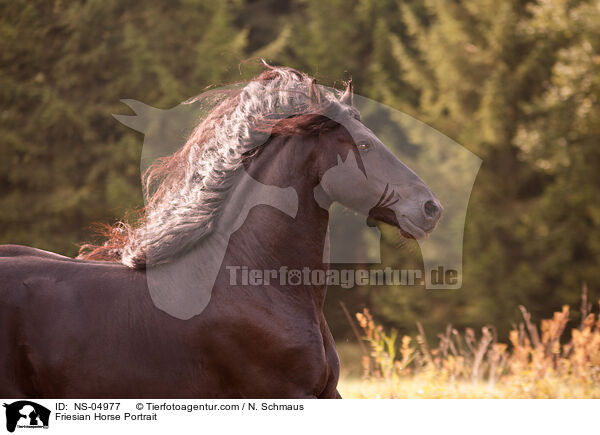 Friese Portrait / Friesian Horse Portrait / NS-04977