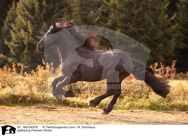 galoppierender Friese / galloping Friesian Horse / NS-04978