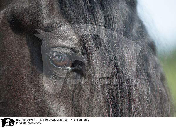 Friese Auge / Friesian Horse eye / NS-04981