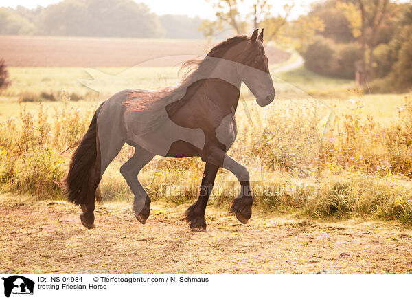 trabender Friese / trotting Friesian Horse / NS-04984