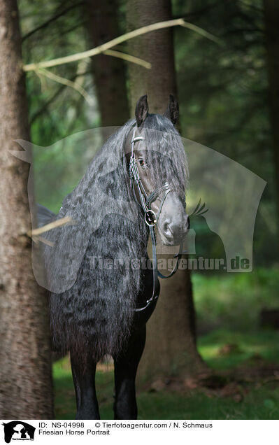 Friese Portrait / Friesian Horse Portrait / NS-04998