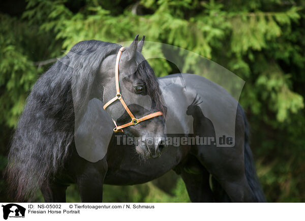 Friese Portrait / Friesian Horse Portrait / NS-05002