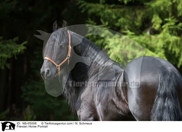 Friese Portrait / Friesian Horse Portrait / NS-05006