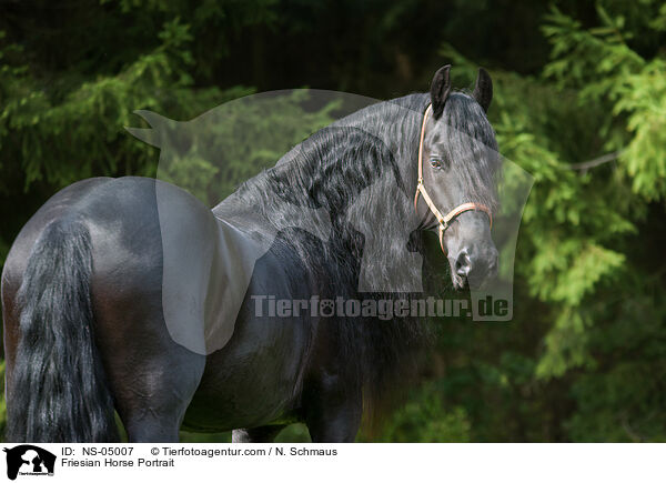 Friese Portrait / Friesian Horse Portrait / NS-05007