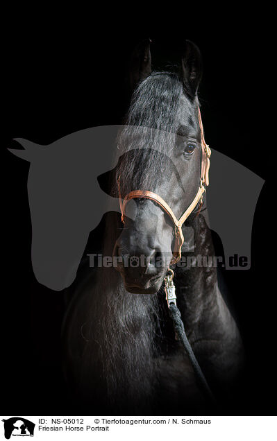 Friese Portrait / Friesian Horse Portrait / NS-05012