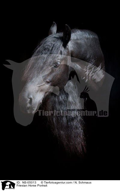 Friese Portrait / Friesian Horse Portrait / NS-05013