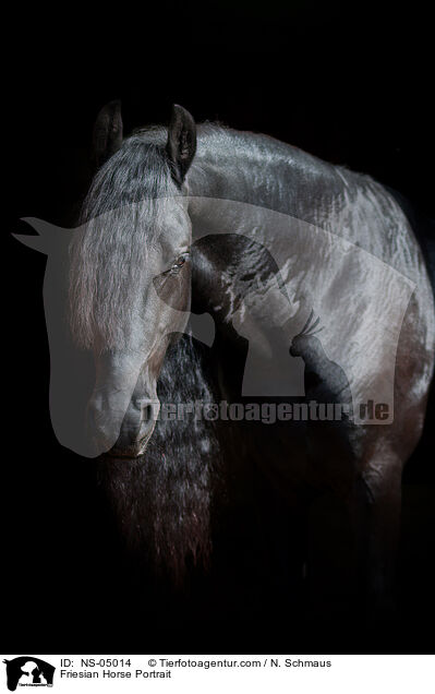 Friese Portrait / Friesian Horse Portrait / NS-05014