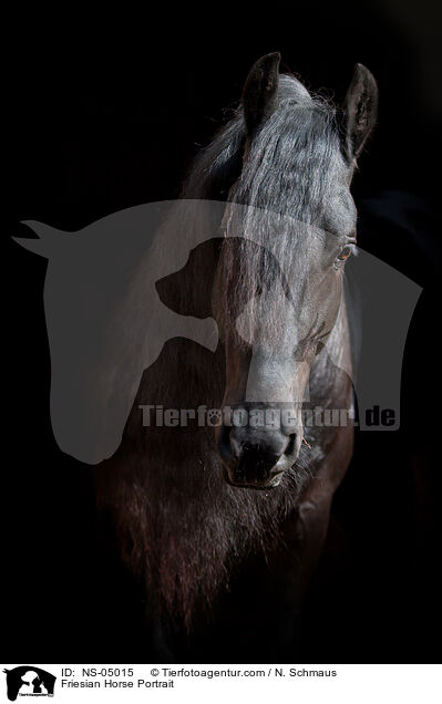 Friese Portrait / Friesian Horse Portrait / NS-05015