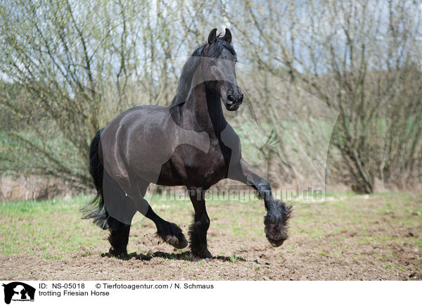 trabender Friese / trotting Friesian Horse / NS-05018