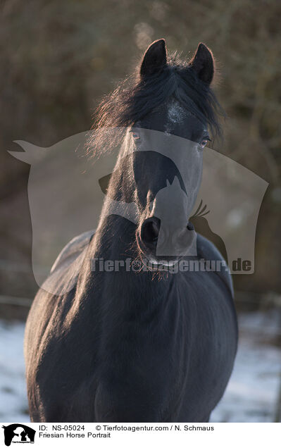 Friese Portrait / Friesian Horse Portrait / NS-05024