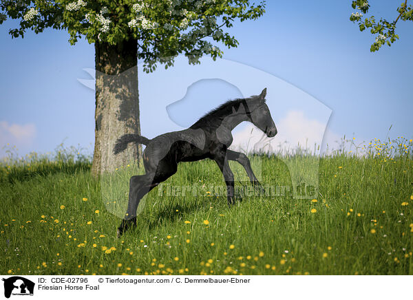 Friese Fohlen / Friesian Horse Foal / CDE-02796