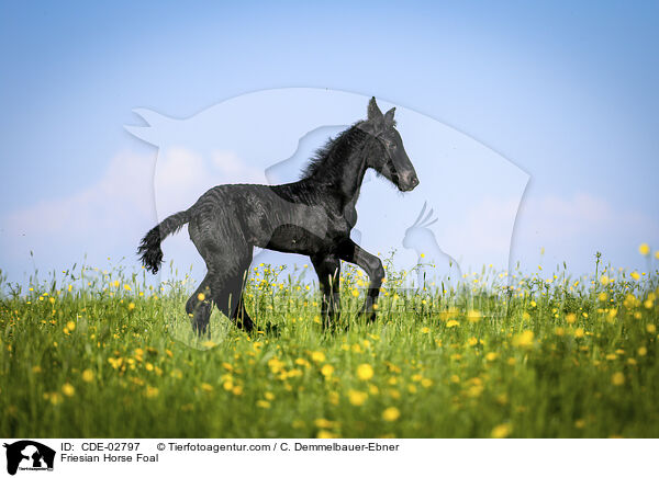 Friese Fohlen / Friesian Horse Foal / CDE-02797
