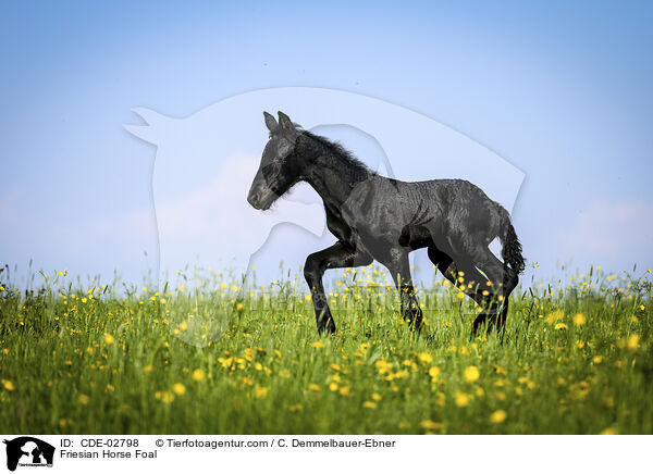Friese Fohlen / Friesian Horse Foal / CDE-02798