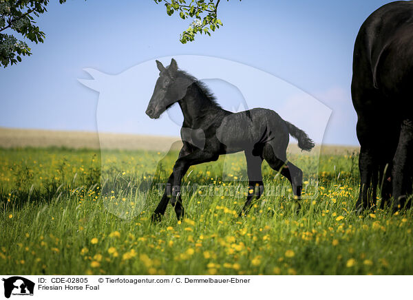 Friese Fohlen / Friesian Horse Foal / CDE-02805