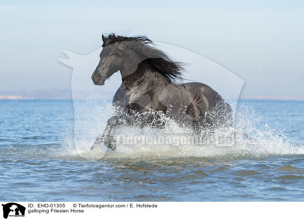 galoppierender Friese / galloping Friesian Horse / EHO-01305