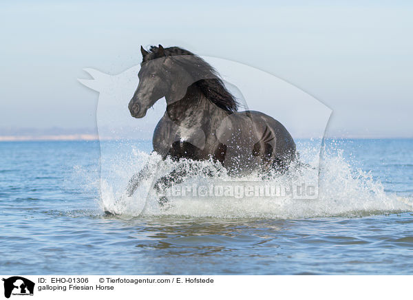 galoppierender Friese / galloping Friesian Horse / EHO-01306