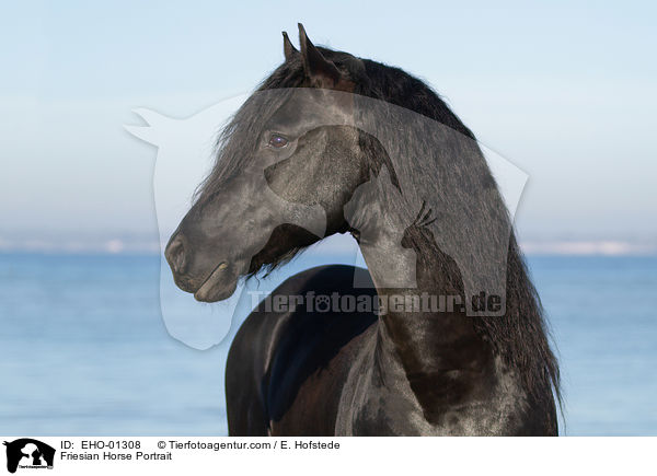 Friese Portrait / Friesian Horse Portrait / EHO-01308
