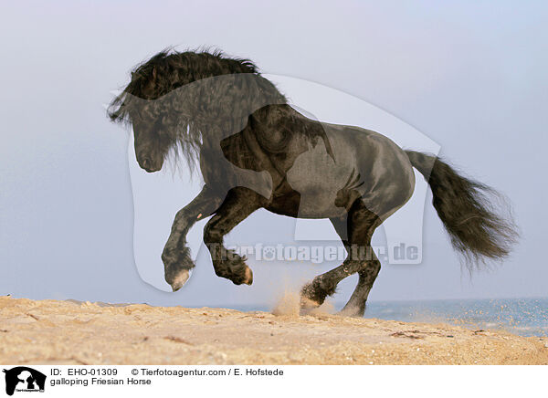 galoppierender Friese / galloping Friesian Horse / EHO-01309