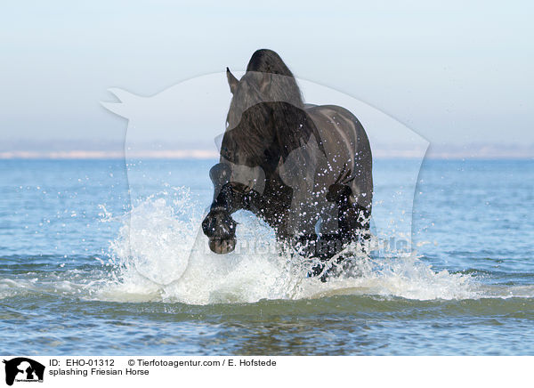 planschender Friese / splashing Friesian Horse / EHO-01312