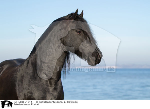 Friese Portrait / Friesian Horse Portrait / EHO-01314