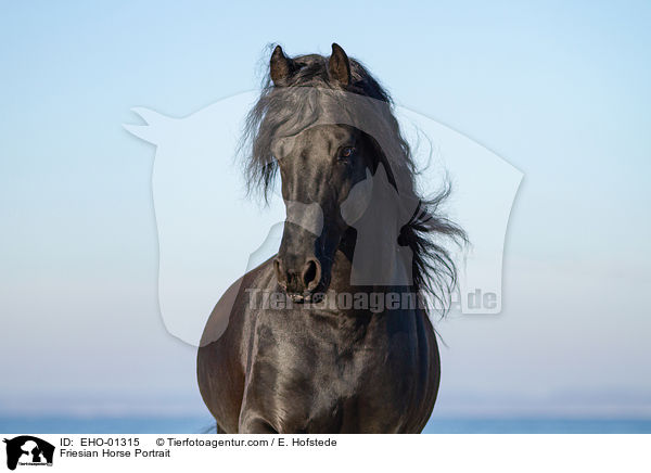 Friese Portrait / Friesian Horse Portrait / EHO-01315
