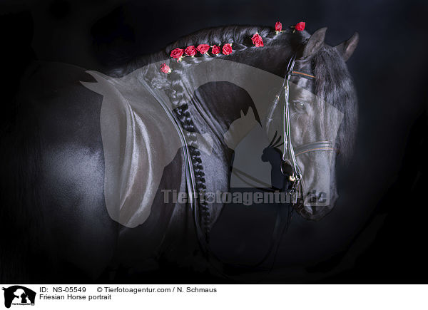 Friese Portrait / Friesian Horse portrait / NS-05549