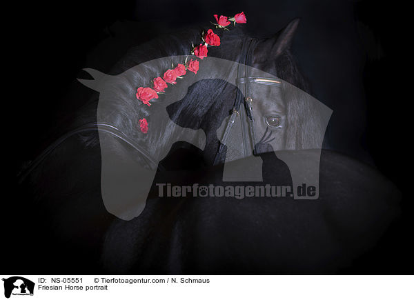 Friese Portrait / Friesian Horse portrait / NS-05551