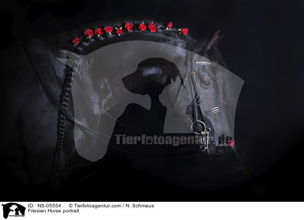 Friese Portrait / Friesian Horse portrait / NS-05554