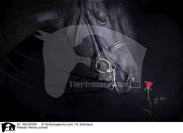 Friese Portrait / Friesian Horse portrait / NS-05559