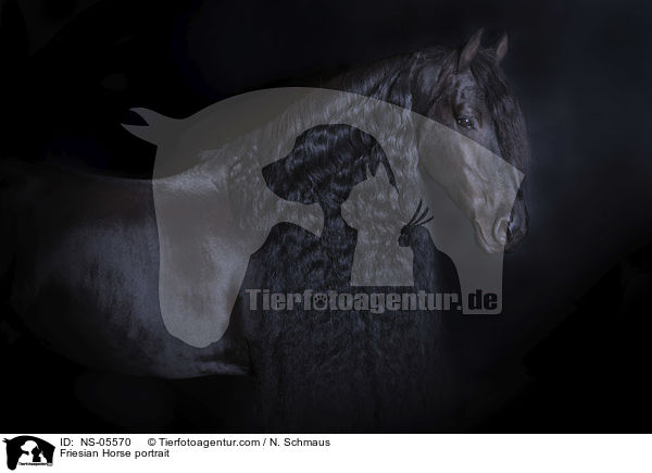 Friese Portrait / Friesian Horse portrait / NS-05570