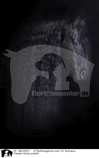 Friese Portrait / Friesian Horse portrait / NS-05571
