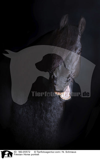 Friese Portrait / Friesian Horse portrait / NS-05572