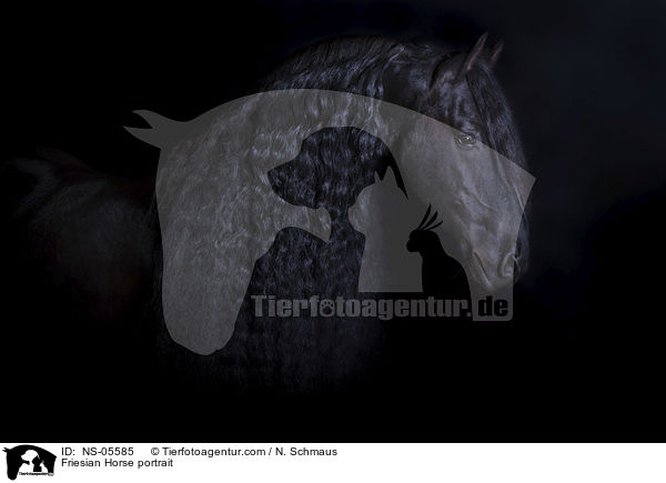 Friese Portrait / Friesian Horse portrait / NS-05585