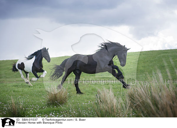 Friesian Horse with Baroque Pinto / SBA-01037