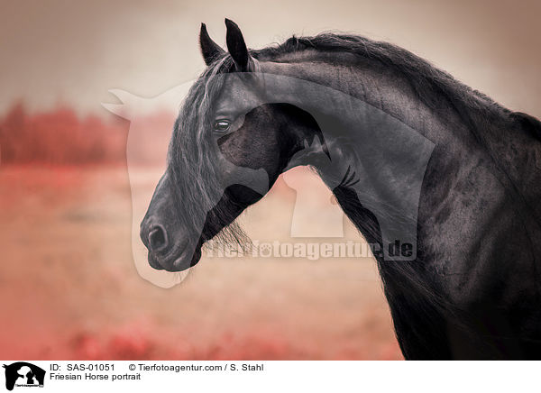 Friese Portrait / Friesian Horse portrait / SAS-01051
