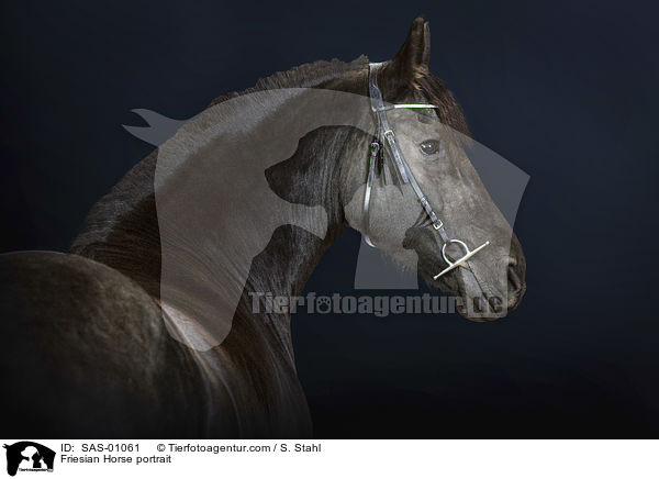 Friese Portrait / Friesian Horse portrait / SAS-01061
