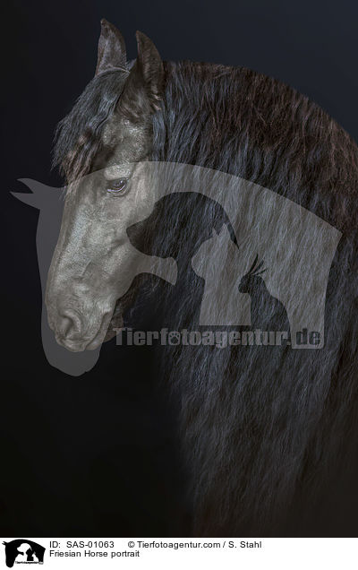 Friese Portrait / Friesian Horse portrait / SAS-01063